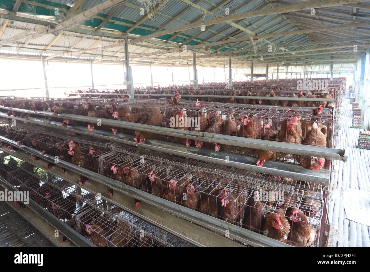 Ferme avicole à Savar, Bangladesh. Parmi tous les sous-secteurs du secteur de l'élevage au Bangladesh, la volaille est l'un des plus importants. Banque D'Images