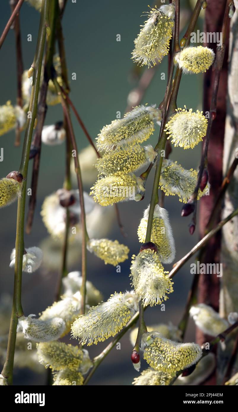 Arbre saule chèvre au printemps sur les branches bourgeons fleurir avec des phoques duveteux Banque D'Images