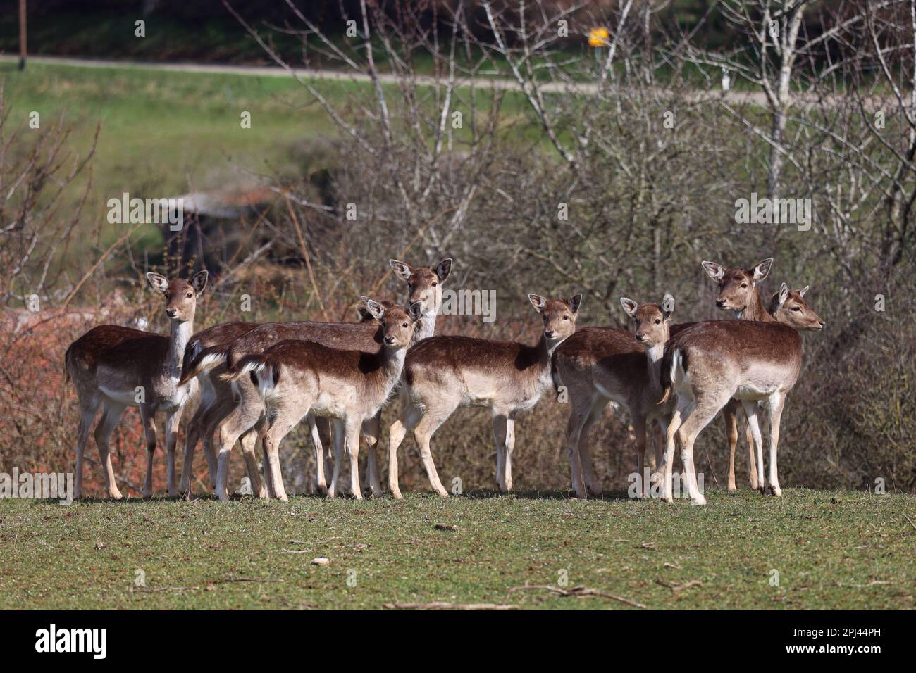 Cerf de Virginie au bord de la forêt. Banque D'Images