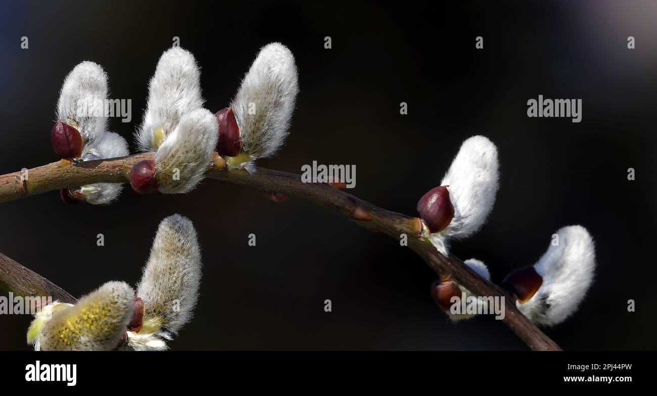 Arbre saule chèvre au printemps sur les branches bourgeons fleurir avec des phoques duveteux Banque D'Images