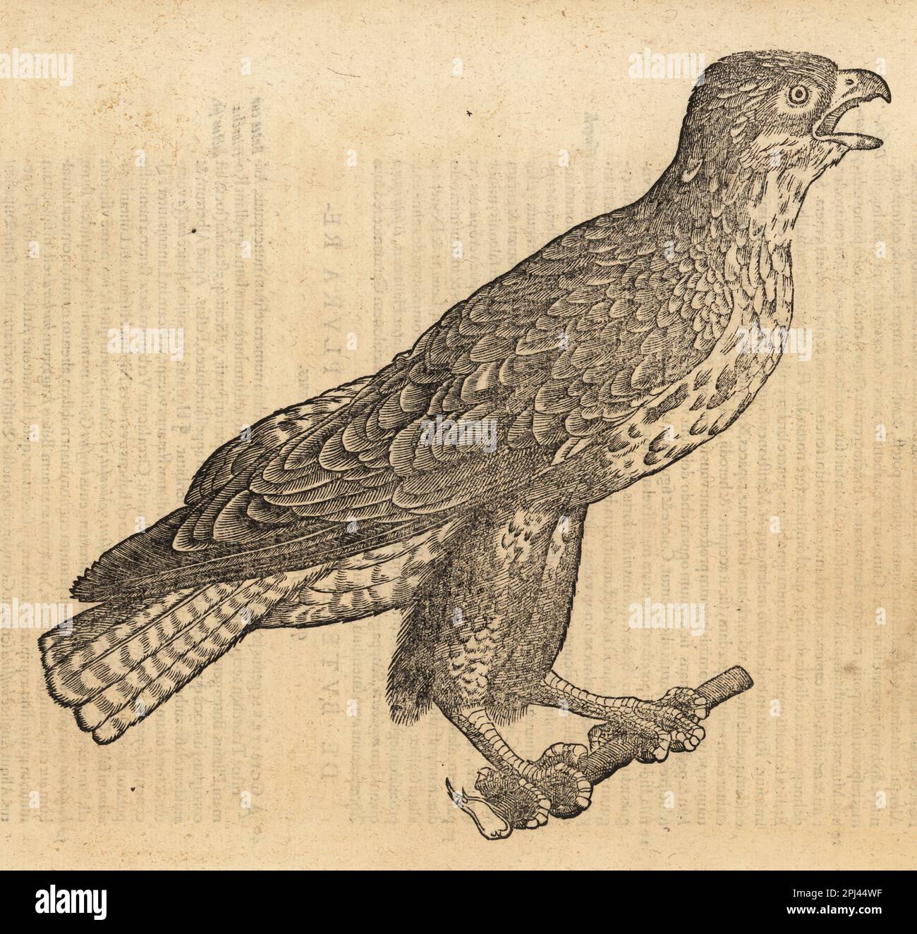Buteo Buteo Buteo. Poiana comune en italien. Buteonibus testicules terni. Gravure sur bois d'après une illustration de Lucas Schan et Conrad Gessner de l'Histoire de Conrad Gessner, de avium natura, (Histoire naturelle des animaux : oiseaux), Francfort, Wechel pour Cambier, 1585. Banque D'Images