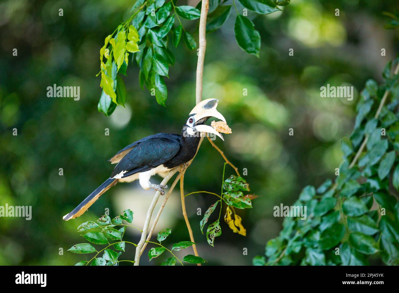 Le charme oriental mâle adulte apporte de la terre (d'un chantier de construction à proximité) au nid de bâtiment femelle à l'intérieur du trou de l'Angsana Tree, Singapour Banque D'Images