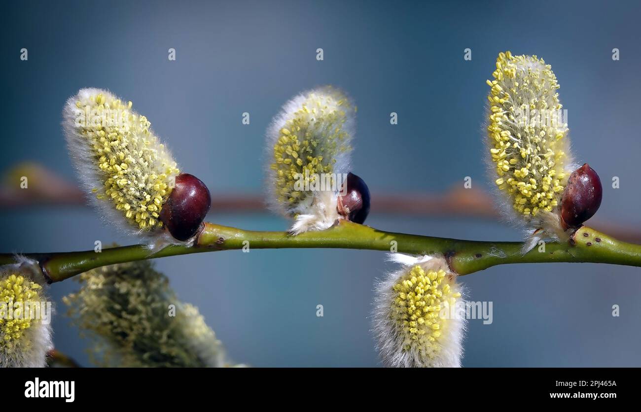 Arbre saule chèvre au printemps sur les branches bourgeons fleurir avec des phoques duveteux Banque D'Images