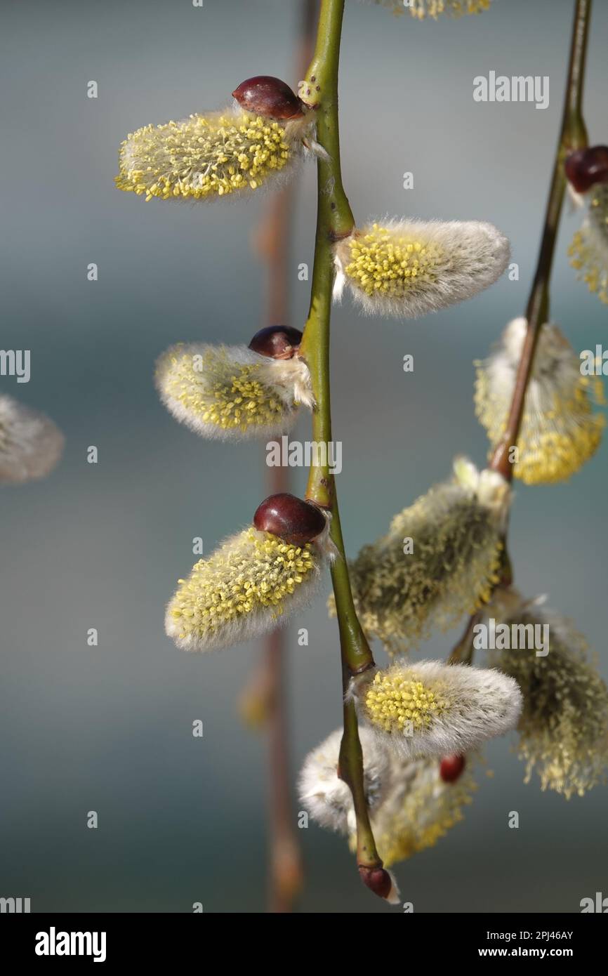Arbre saule chèvre au printemps sur les branches bourgeons fleurir avec des phoques duveteux Banque D'Images