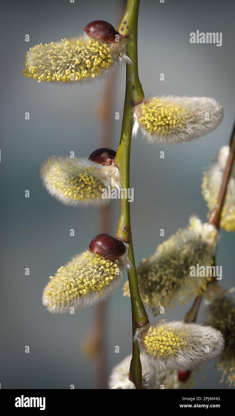 Arbre saule chèvre au printemps sur les branches bourgeons fleurir avec des phoques duveteux Banque D'Images