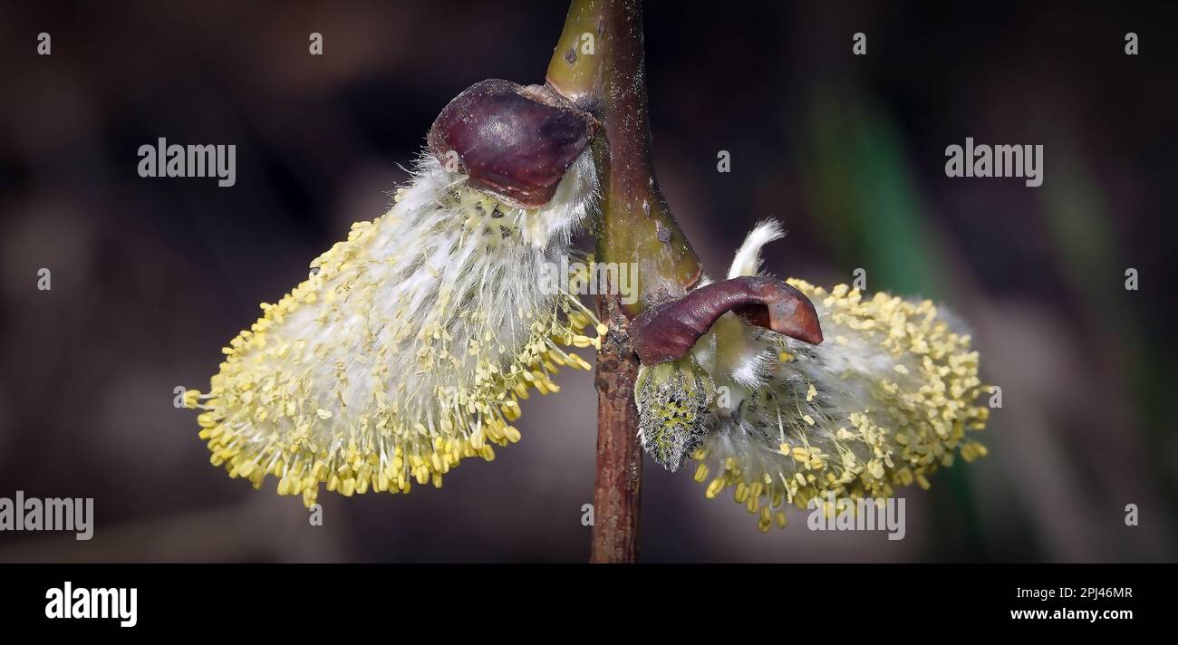 Arbre saule chèvre au printemps sur les branches bourgeons fleurir avec des phoques duveteux Banque D'Images