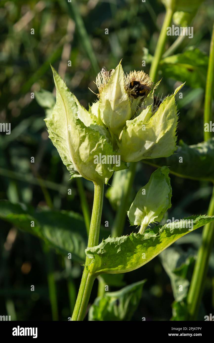 Cirsium oleraceum est une espèce végétale de la famille des Asteraceae, commune en Europe, ex. Sibérie et Kazakhstan. Banque D'Images