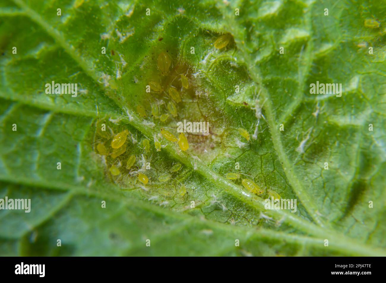 Pucerons feuillage gondolé, gros plan feuille courbée sur le cerisier, Prunus sp, causée par le puceron noir, puceron noir sous les feuilles. Banque D'Images