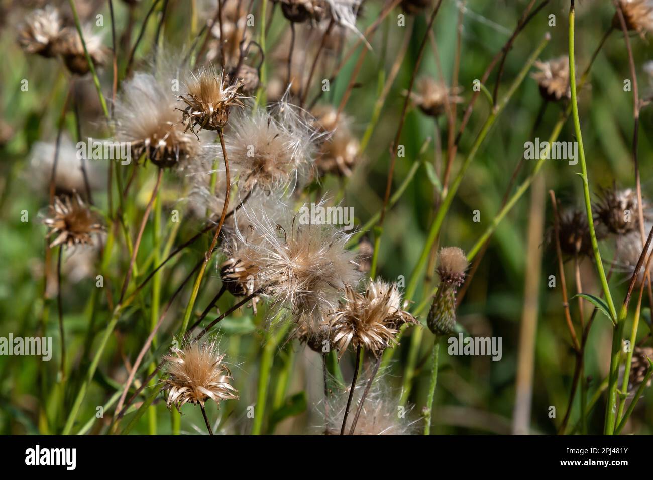 Centaurea jacea est une plante de la famille des aster. Plantes d'automne avec graines. Plantes médicinales. Banque D'Images