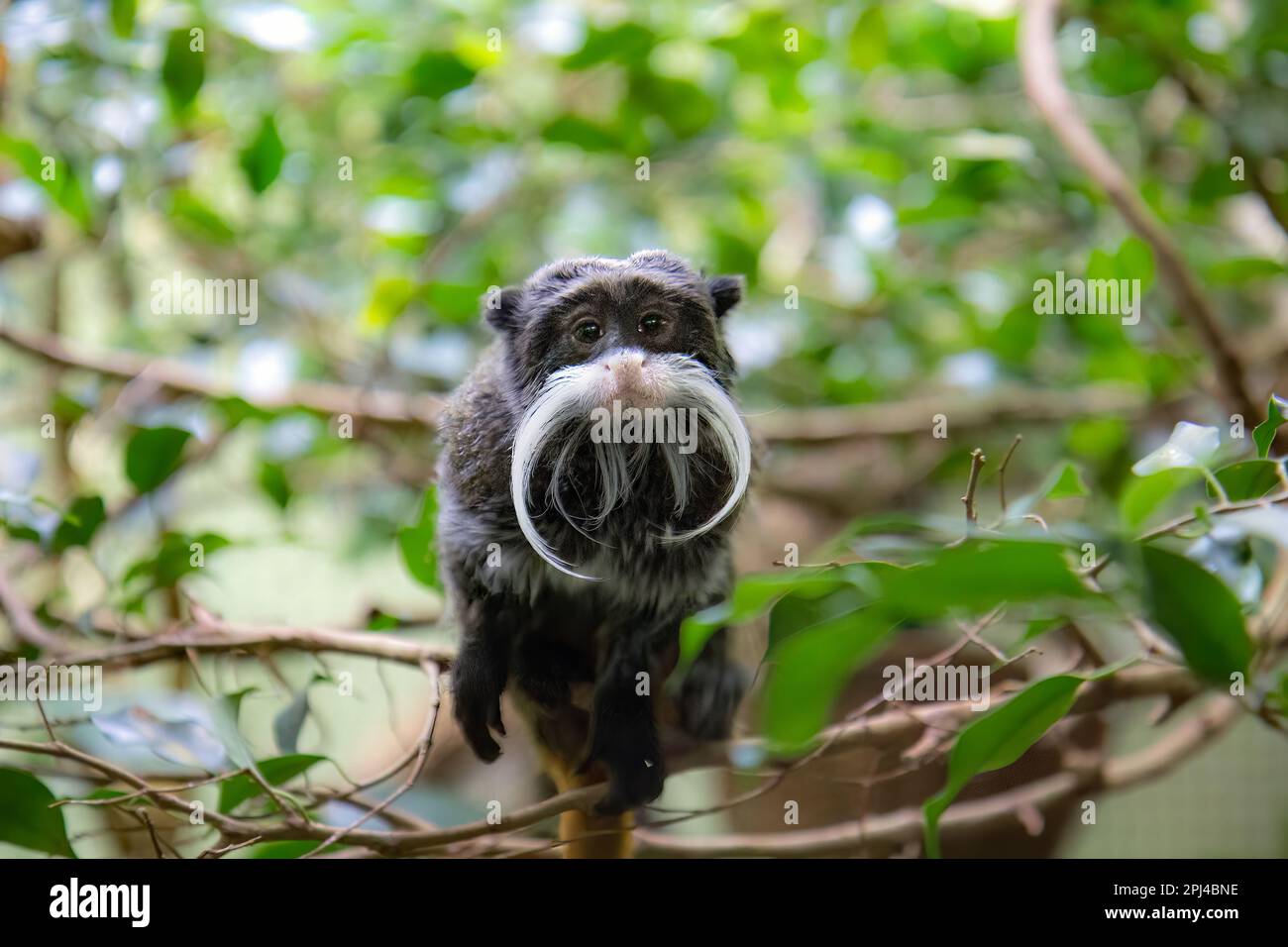 Singe tamarin empereur barbu Banque D'Images