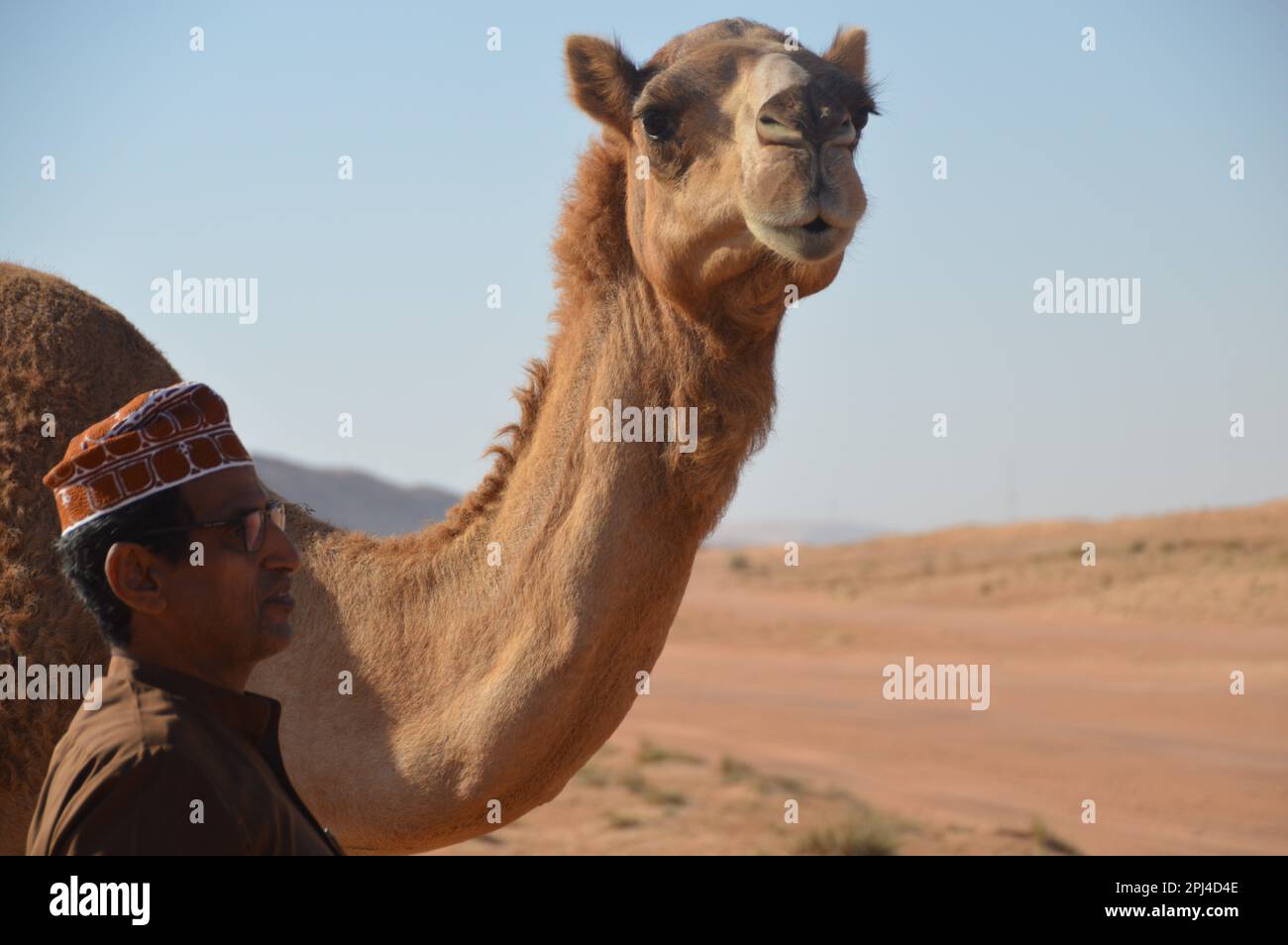 Oman, camp du désert de Sama Al Wasil : chameaux arabes (Camelus dromedarius) dans les sables de Wahiba. Banque D'Images