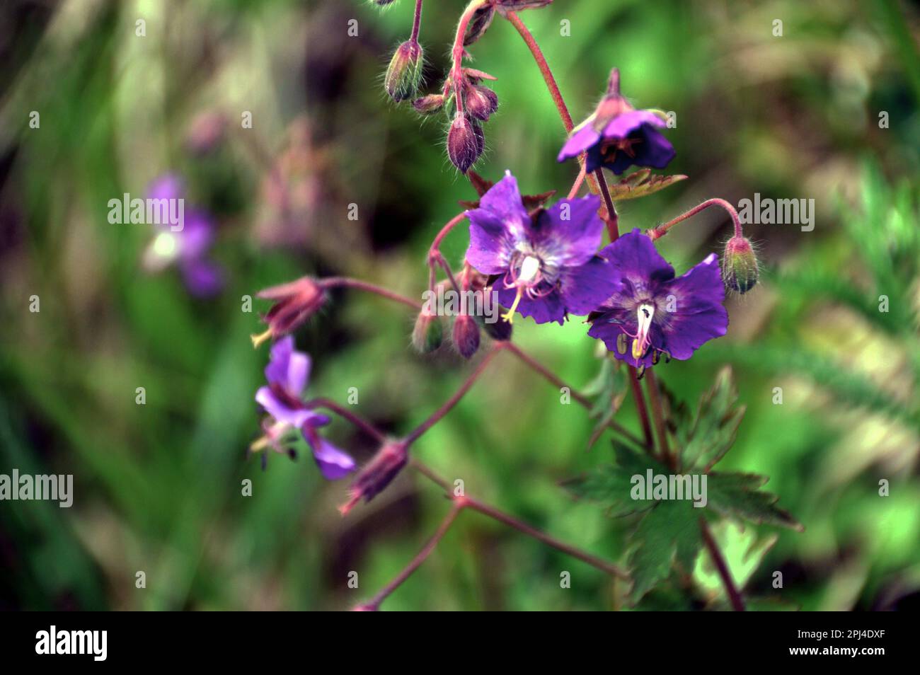 Fleurs de Cranesbill sombre ou de la veuve de deuil (Geranium phaeum) sur Kranzberg. Banque D'Images