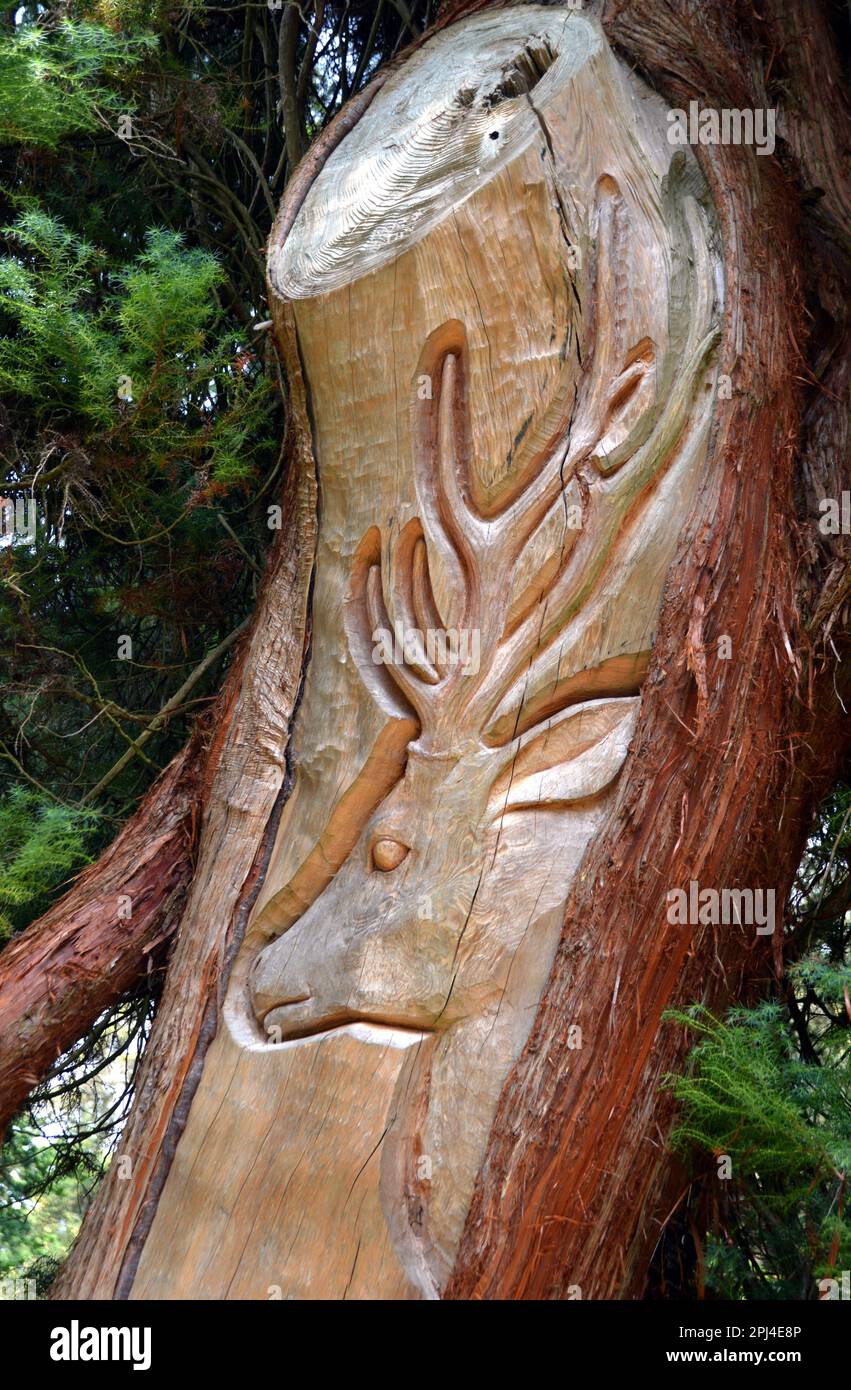 Angleterre, West Sussex, Wakehurst (National Trust/Royal Botanic Gardens) : un cerf de sika, sculpté dans un cèdre vivant, par l'artiste japonais Masa Susuki. Banque D'Images