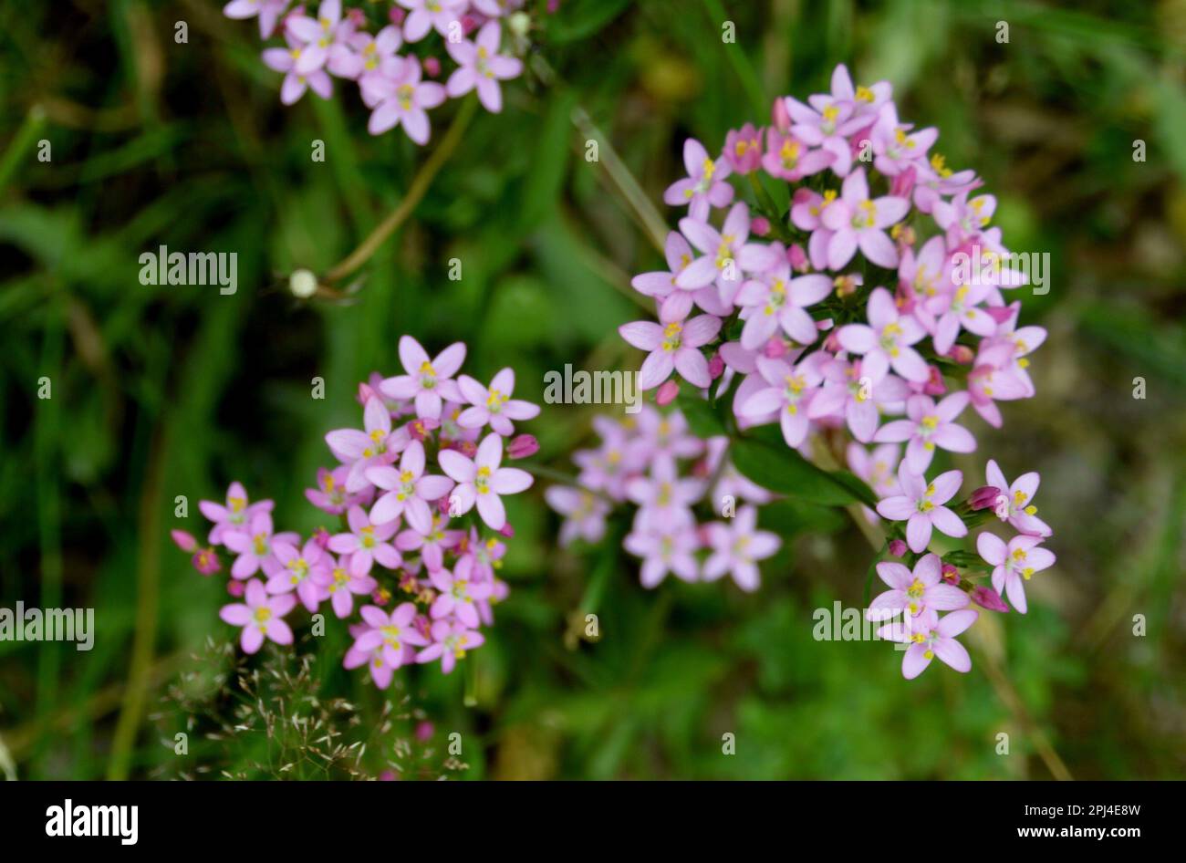 Centaurée (Centaurium erythraea) Banque D'Images