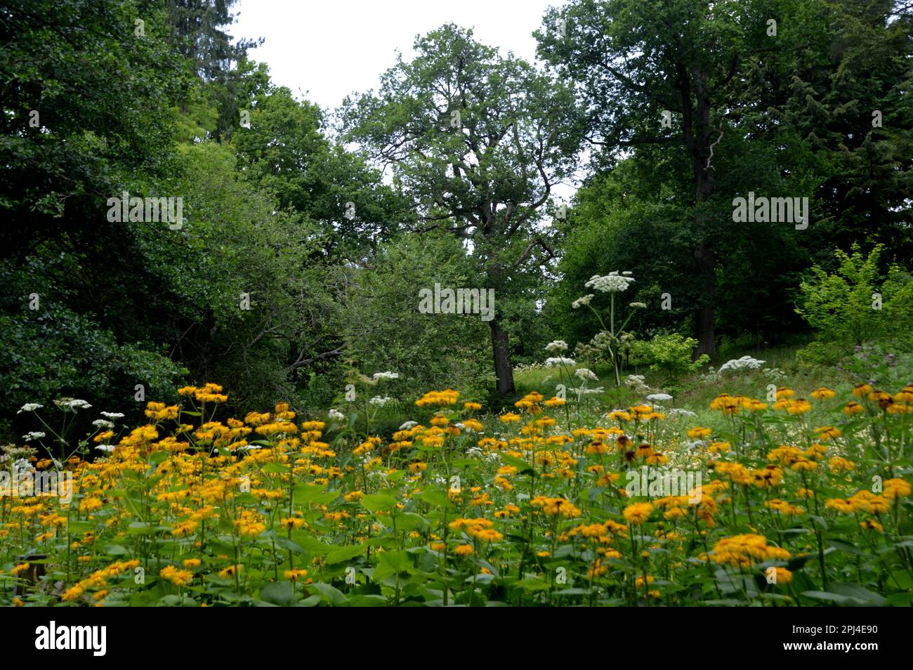 Angleterre, West Sussex, Wakehurst (National Trust/Royal Botanic Gardens) : des masses de fleurs sauvages dans la vallée de Loder, près du lac Westwood. Banque D'Images