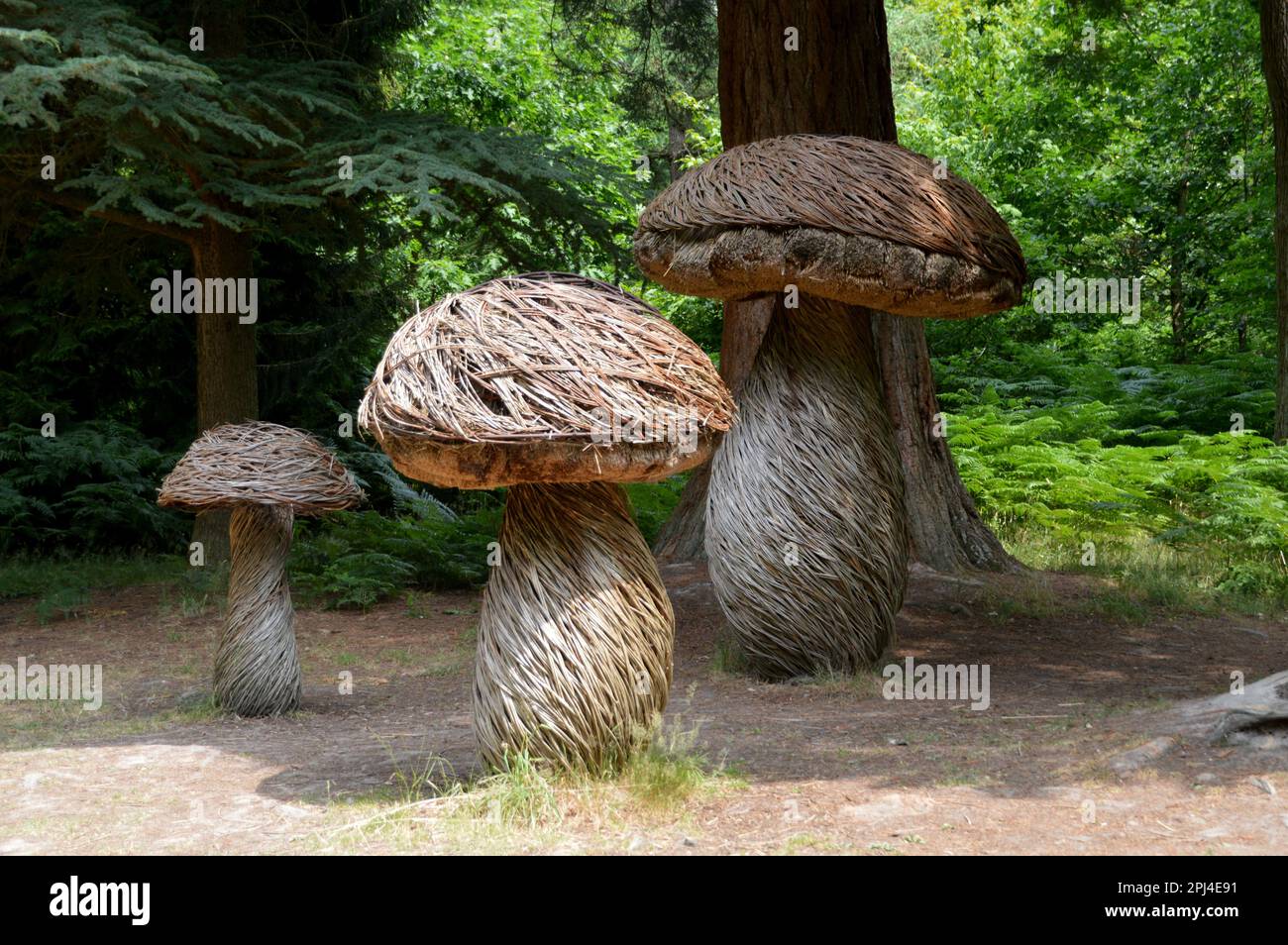 Angleterre, West Sussex, Wakehurst (National Trust/Royal Botanic Gardens) : champignons géants, formés artistiquement à partir de rushes, par un chemin boisé. Banque D'Images