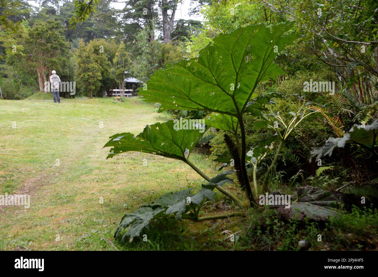 Chili. Chaiten: Les énormes feuilles de Nalca ou de Rhubarb géant (Gunnera tinctoria) dans le domaine des sources chaudes 'El Amarillo'. Les feuilles ca Banque D'Images