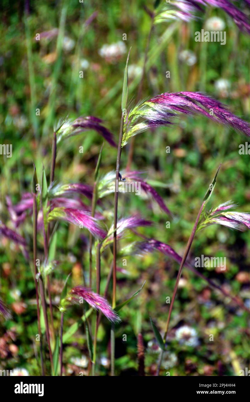 Chili, Patagonie : herbes sauvages colorées dans le parc national de Cerro Castillo. Banque D'Images