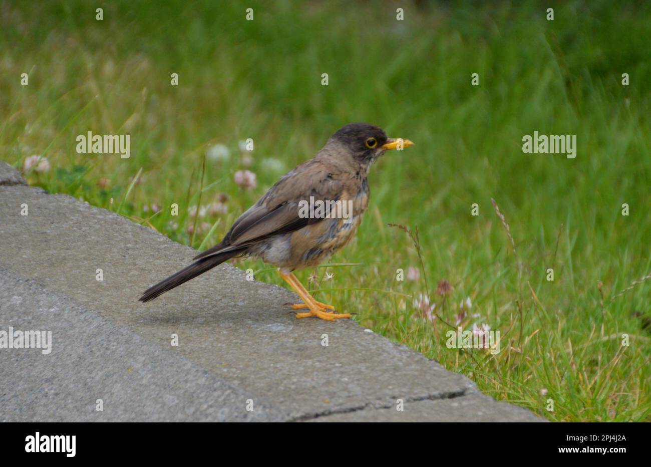 Chili, Puerto Natales: Thrush Austral/Zorzal (Turdus falcklandii) Banque D'Images