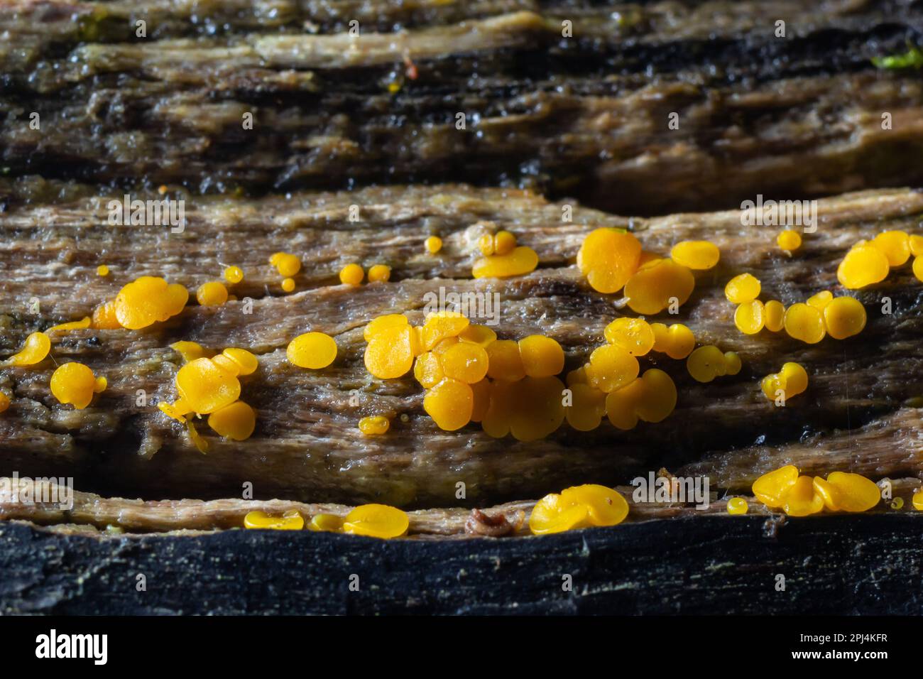 Très petit champignon jaune fée tasses ou citron discos, Bisporella citrina, sur vieux bois humide. Banque D'Images