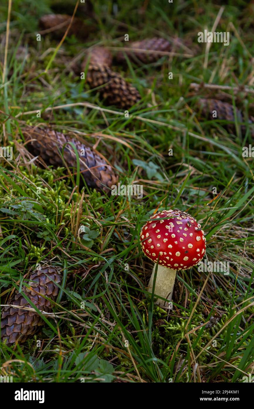 Champignon amanita muscaria sauvage rouge. Un champignon amanita muscaria rouge qui pousse dans la nature. Banque D'Images