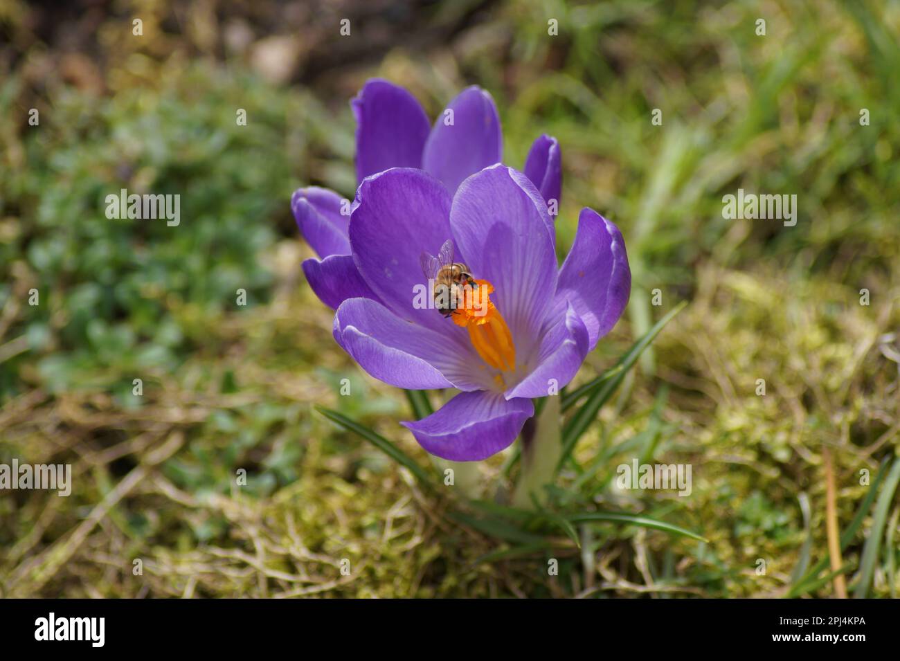 fleur d'un crocus pourpre avec abeille sauvage Banque D'Images