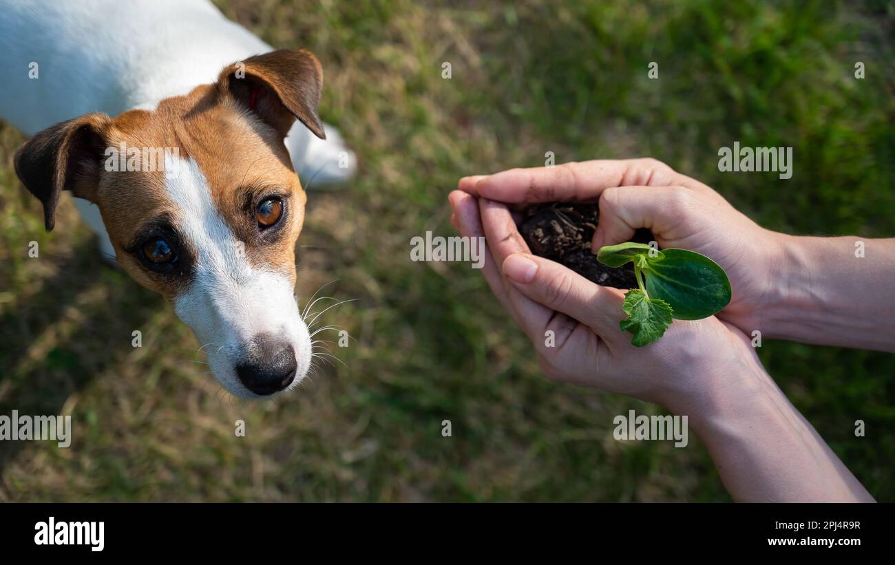 Une femme tient un germe entre ses mains à côté du museau d'un chien Jack Russell à l'extérieur. Banque D'Images