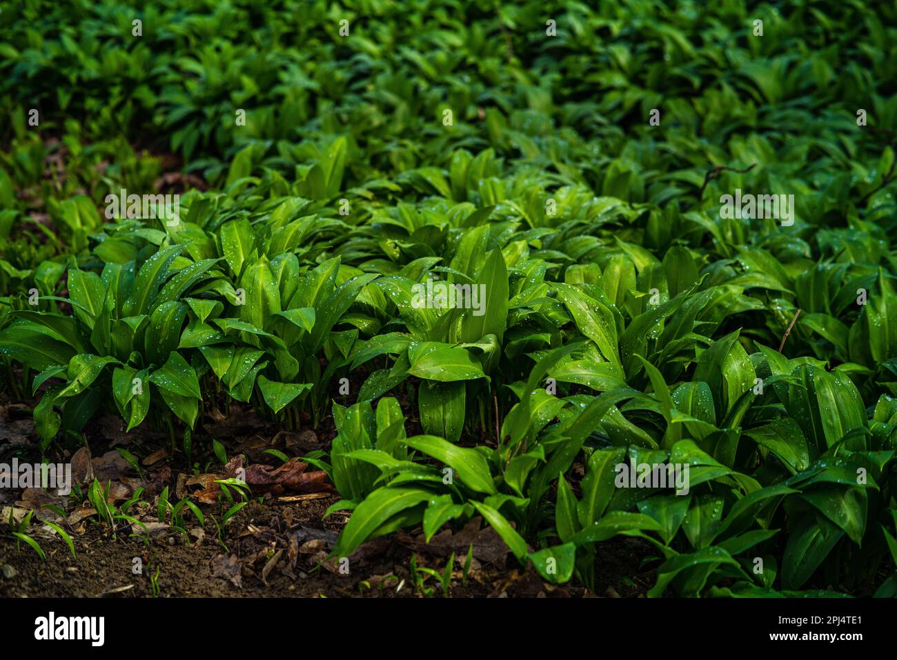 L'Allium ursinum sauvage (connu sous le nom d'ail de l'ours, ramsons, sarrasins, ail sauvage, ail à feuilles larges, Ail en bois) floraison dans le parc du Château Vesel Banque D'Images
