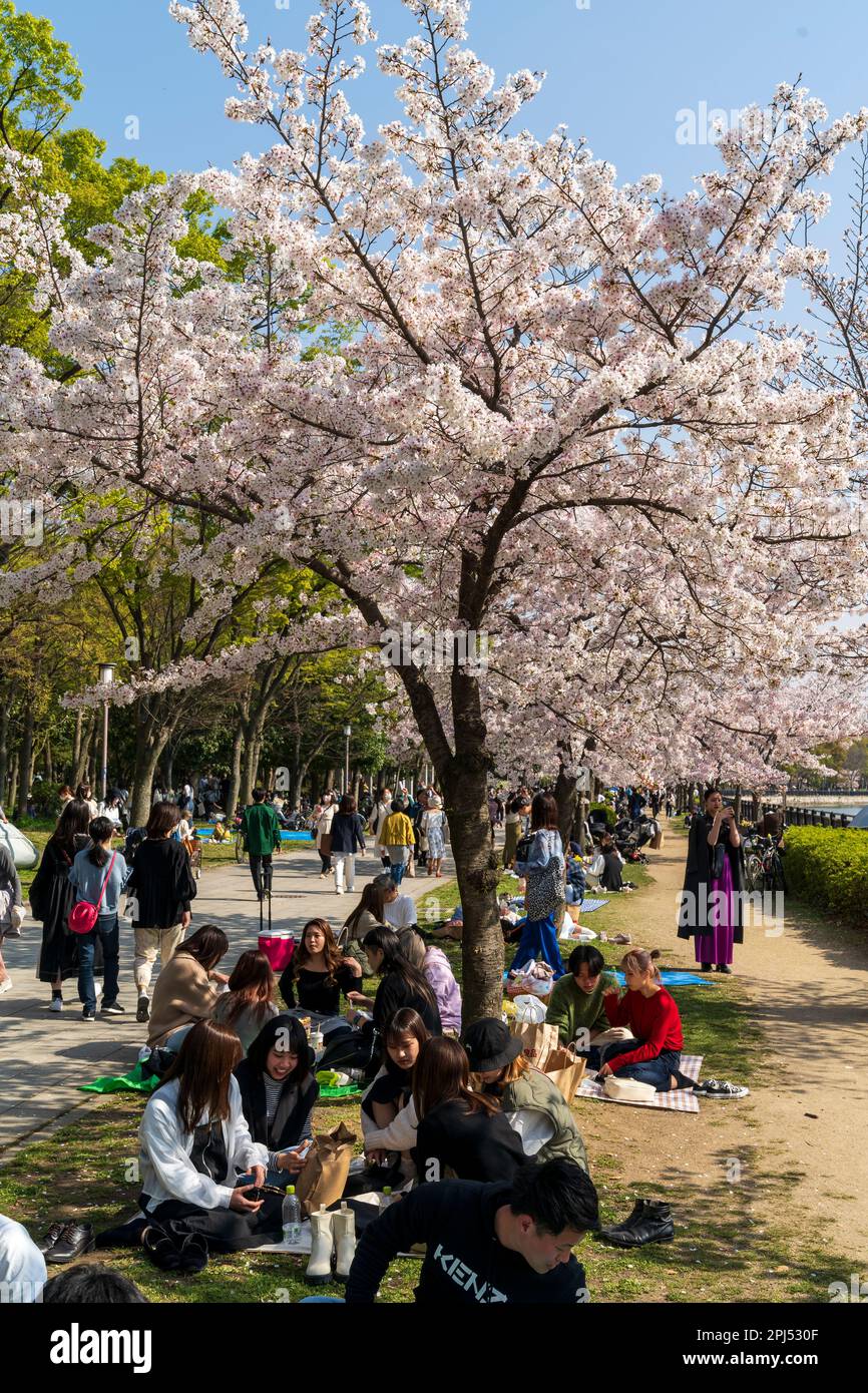 Printemps japonais au parc du château d'Osaka. De nombreux groupes de personnes, assis sous des cerisiers en fleurs en pleine floraison sous un soleil éclatant, ayant des fêtes de cerisiers en fleurs, une tradition ancienne au Japon. Banque D'Images