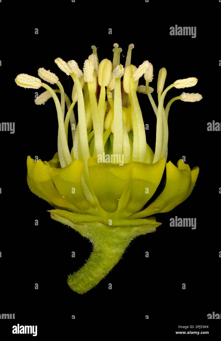 Lenten Rose (Helleborus orientalis). Gros plan sur les pétales, les pistils et les étamines Banque D'Images