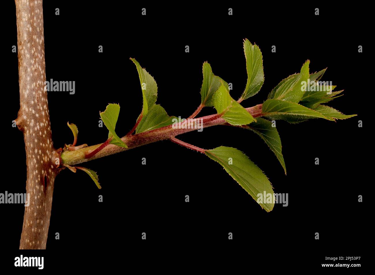 Hardy Kiwi (Actinidia arguta). Gros plan à feuilles Banque D'Images