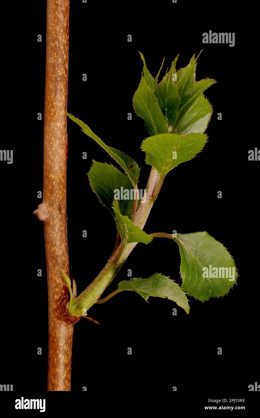 Hardy Kiwi (Actinidia arguta). Gros plan à feuilles Banque D'Images