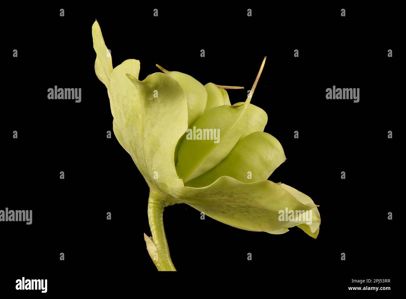 Lenten Rose (Helleborus orientalis). Gros plan sur les sépales et les follicules persistants Banque D'Images