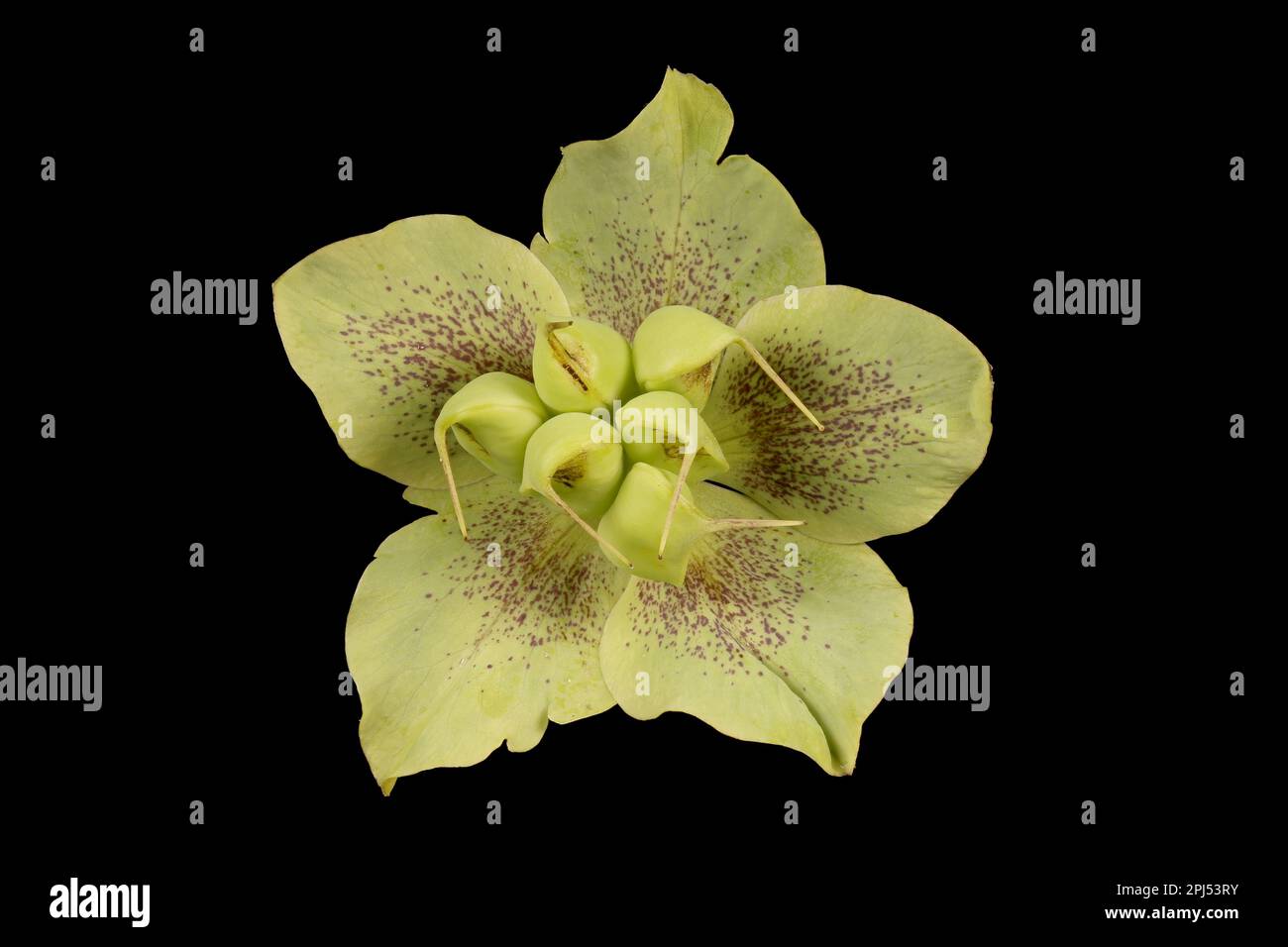 Lenten Rose (Helleborus orientalis). Gros plan sur les sépales et les follicules persistants Banque D'Images