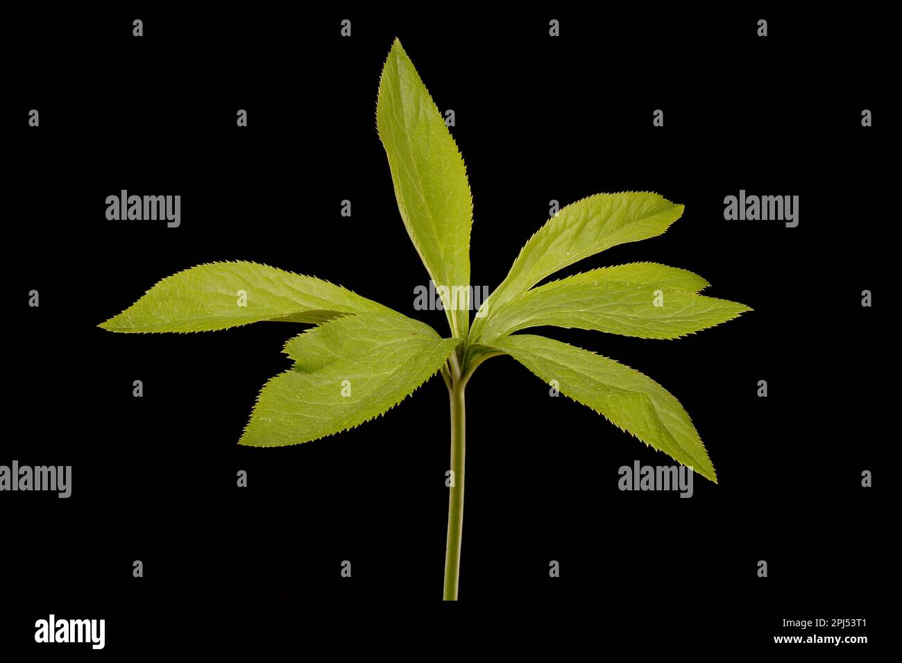 Lenten Rose (Helleborus orientalis). Pedate Basal Leaf Closeup Banque D'Images