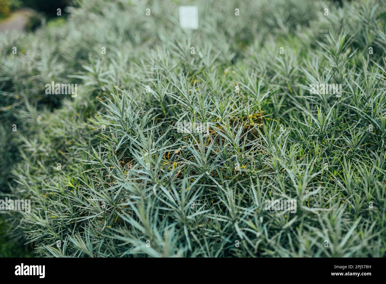 Fleurs alpines de Dianthus plantées dans un jardin de rockery. Roche de l'usine de jardin de près. Banque D'Images