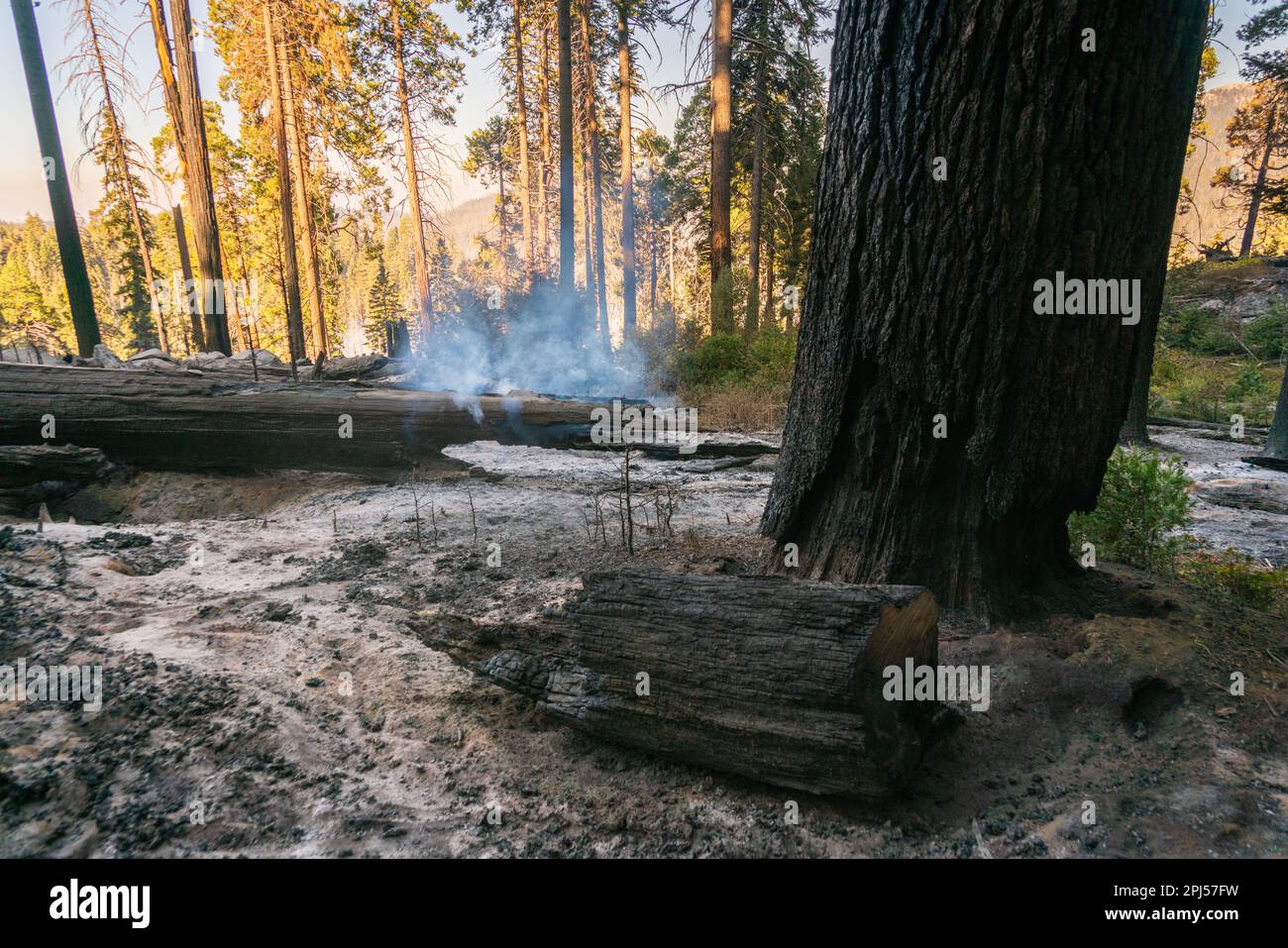 Parc national de Sequoia dans les montagnes de la Sierra Nevada Banque D'Images