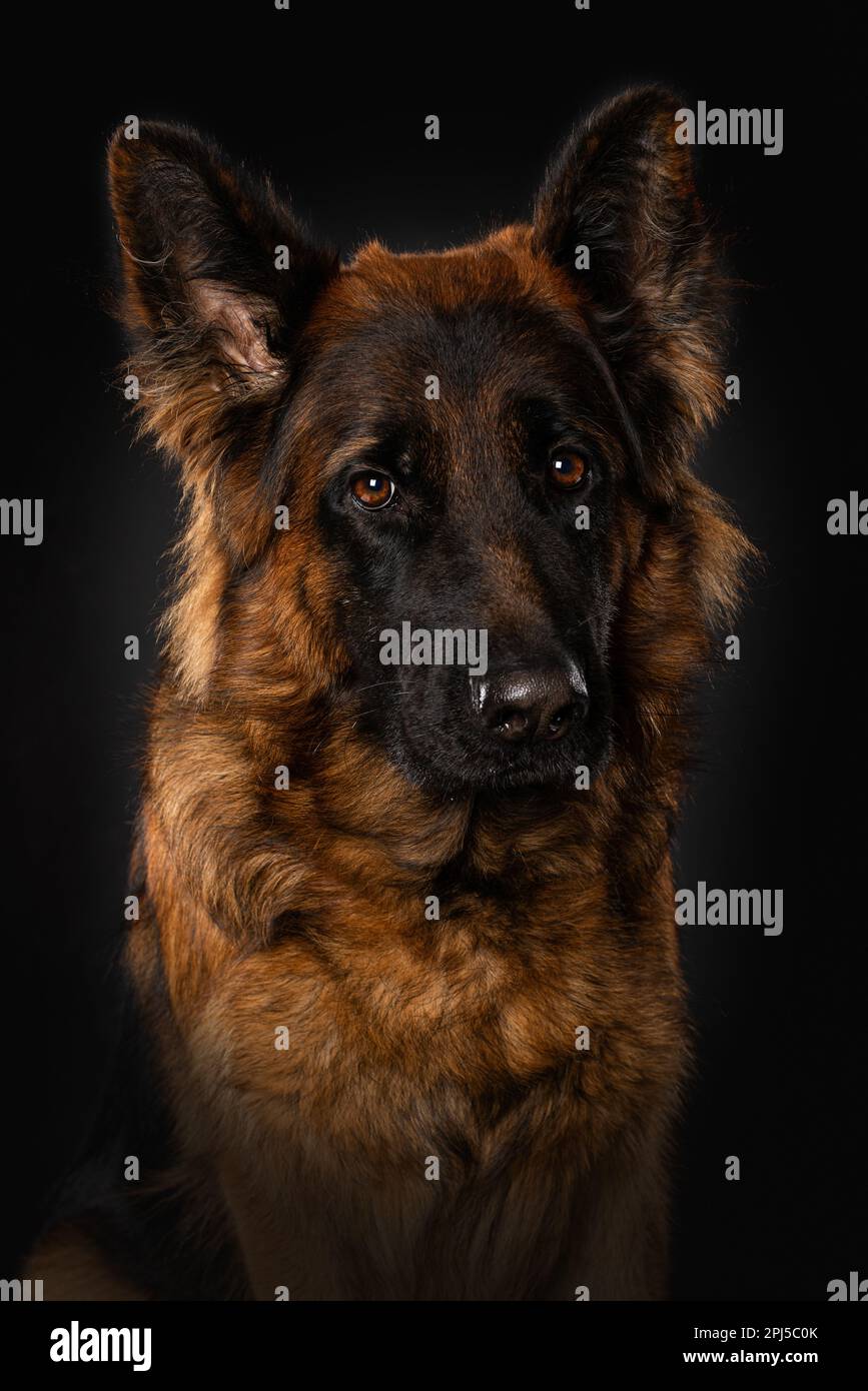 Chien de berger allemand sur fond noir Banque D'Images