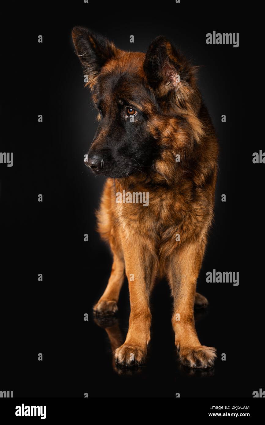 Chien de berger allemand sur fond noir Banque D'Images