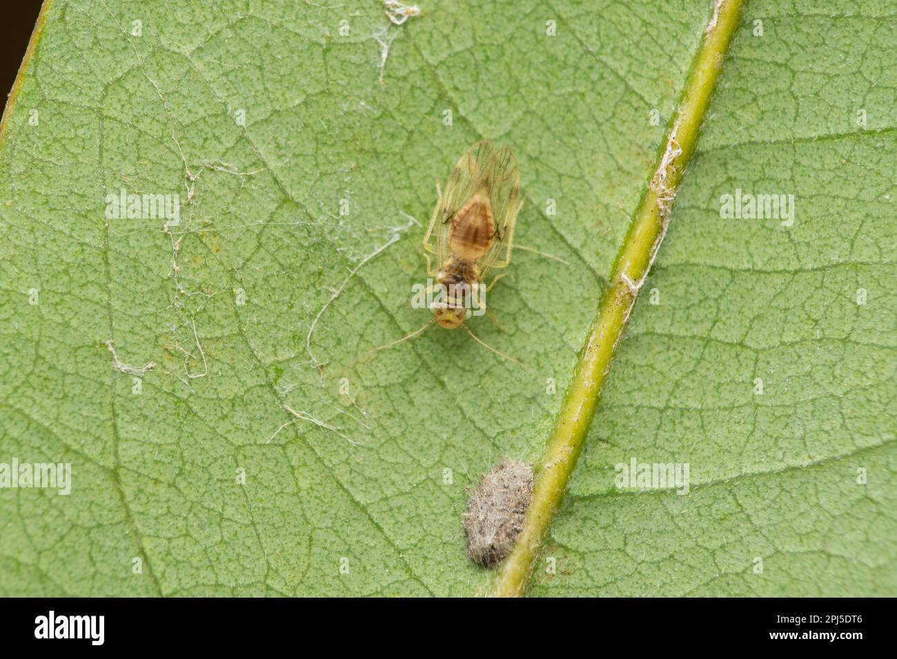 Booklice, Echmepteryx hageni, Satara, Maharashtra, Inde Banque D'Images