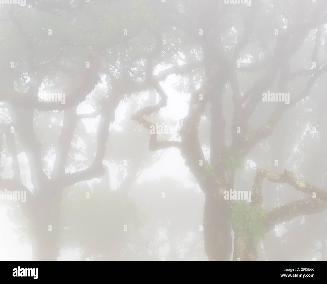 Le brouillard mystérieux couvre une forêt luxuriante de laurisilva, entourée de contreforts et de prairies vallonnées dans une atmosphère de tranquillité paisible. Banque D'Images