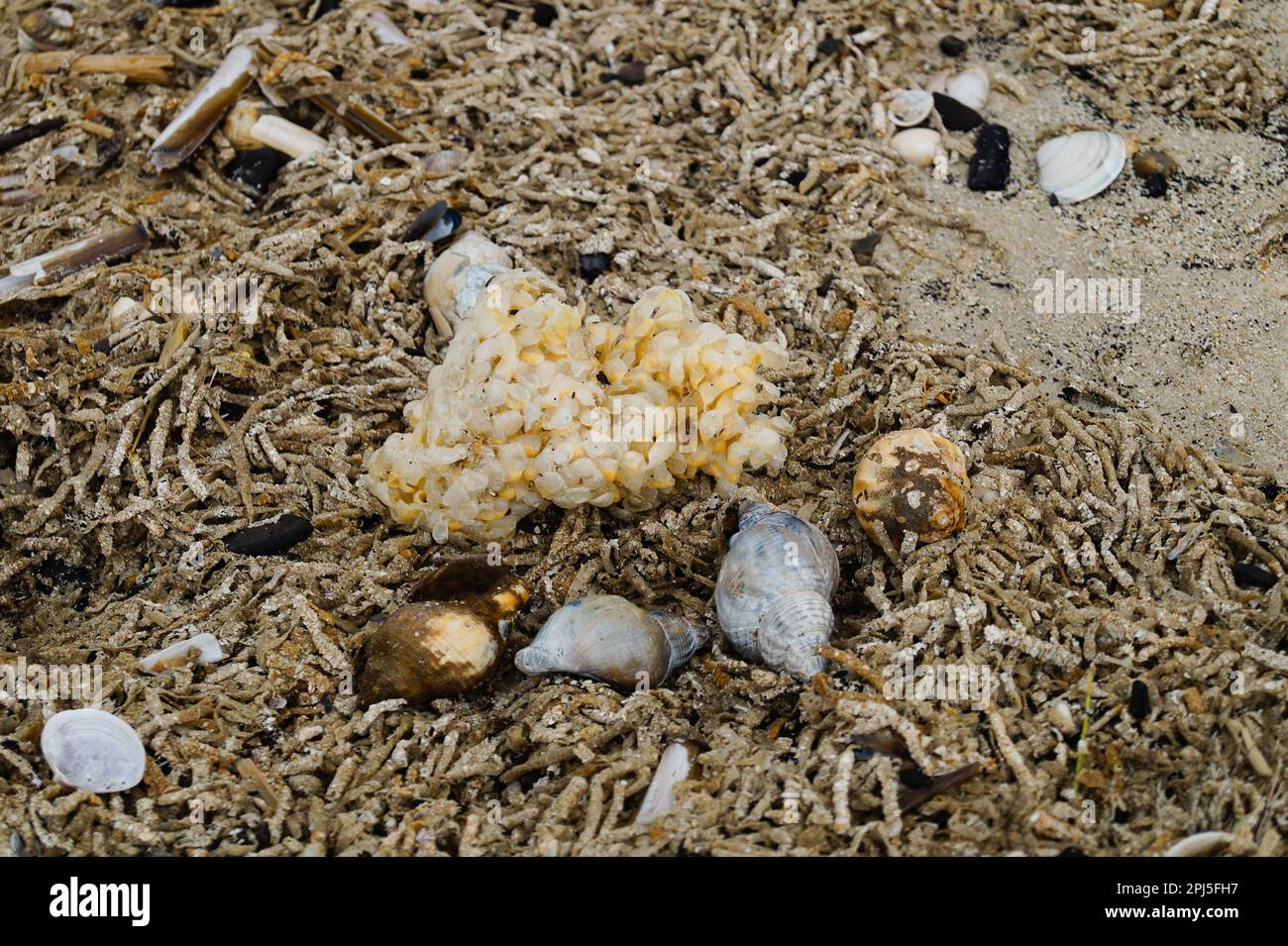 Vous trouverez les landes jaunes des buccins à la plage de Blavand Banque D'Images