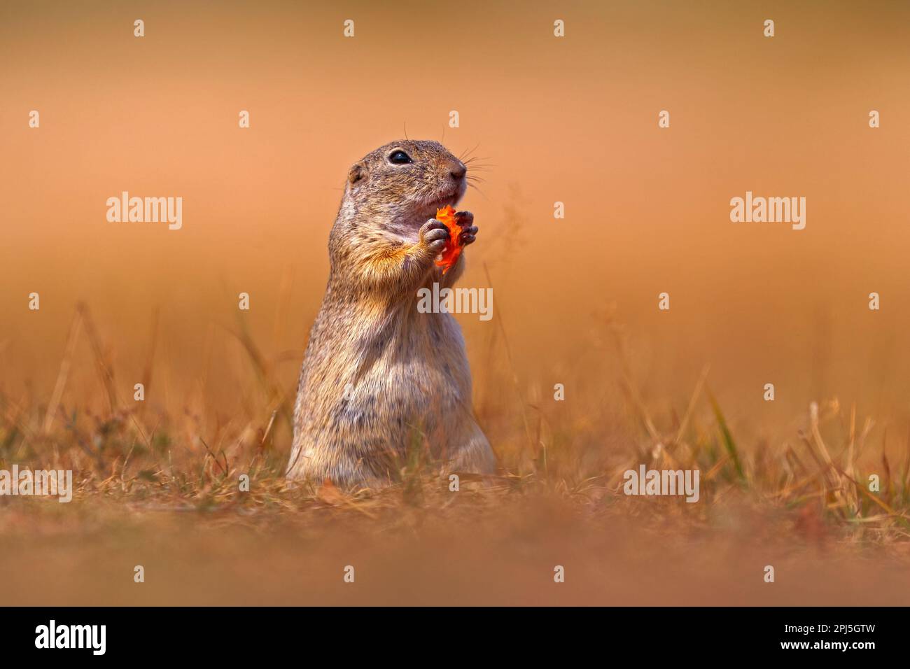 Écureuil de sol européen mangez la carotte en main, Spermophilus citellus, assis dans l'herbe verte pendant l'été, portrait animal détail, Allemagne. Wil Banque D'Images