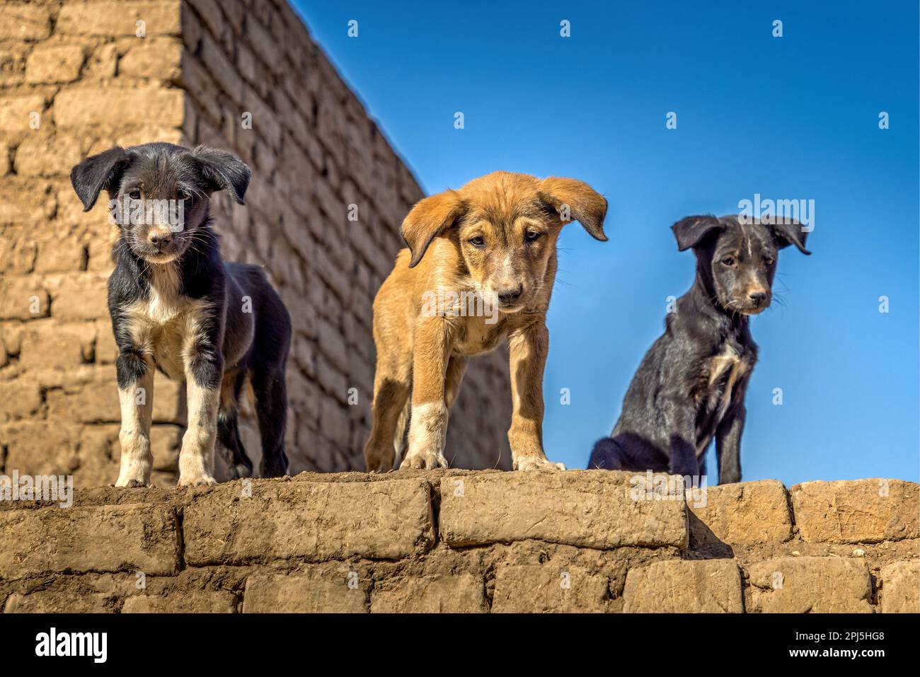 Trois adorables chiots errants sur un mur dans le temple d'Edfu, en Égypte Banque D'Images