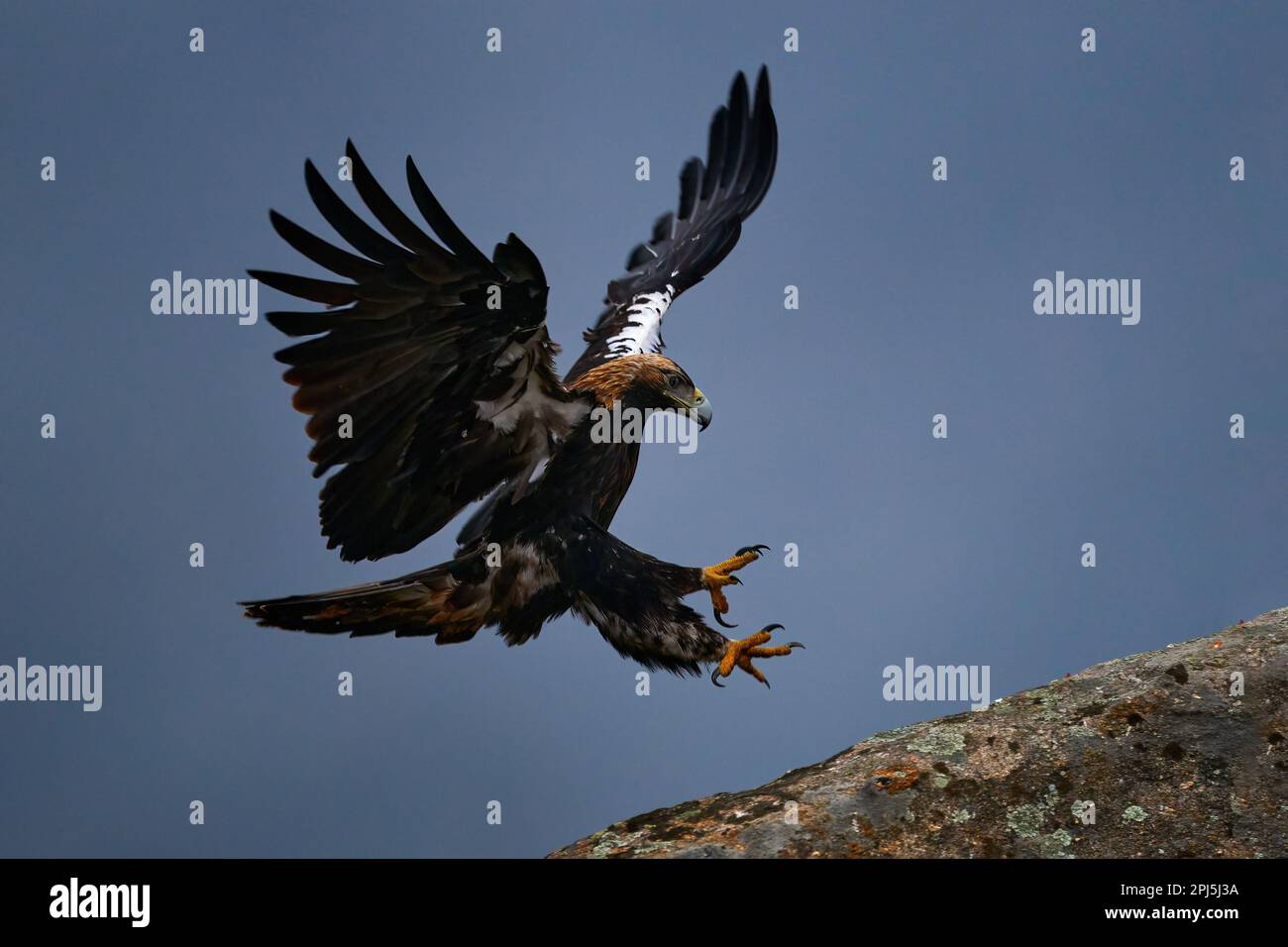 Aquila adalberti, aigle impérial ibérique, oiseau de proie rare sur l'habitat de roche, Sierra de AndAojar, Andalousie, Espagne en Europe. Aigle dans la nature s Banque D'Images