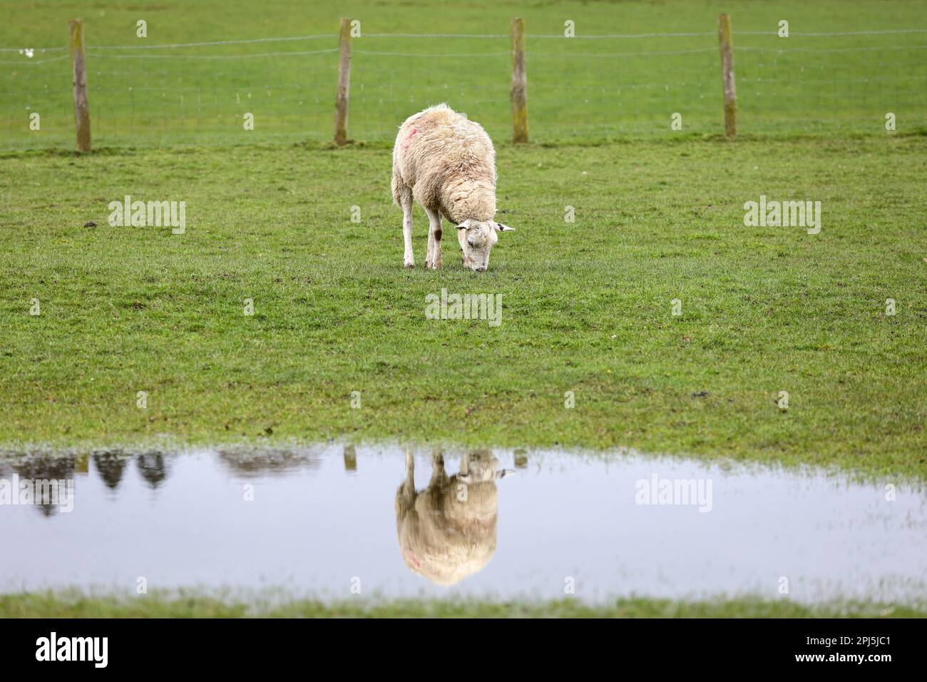 Moutons broutant dans un champ d'eau, North Pennines Teesdale, comté de Durham, Royaume-Uni Banque D'Images