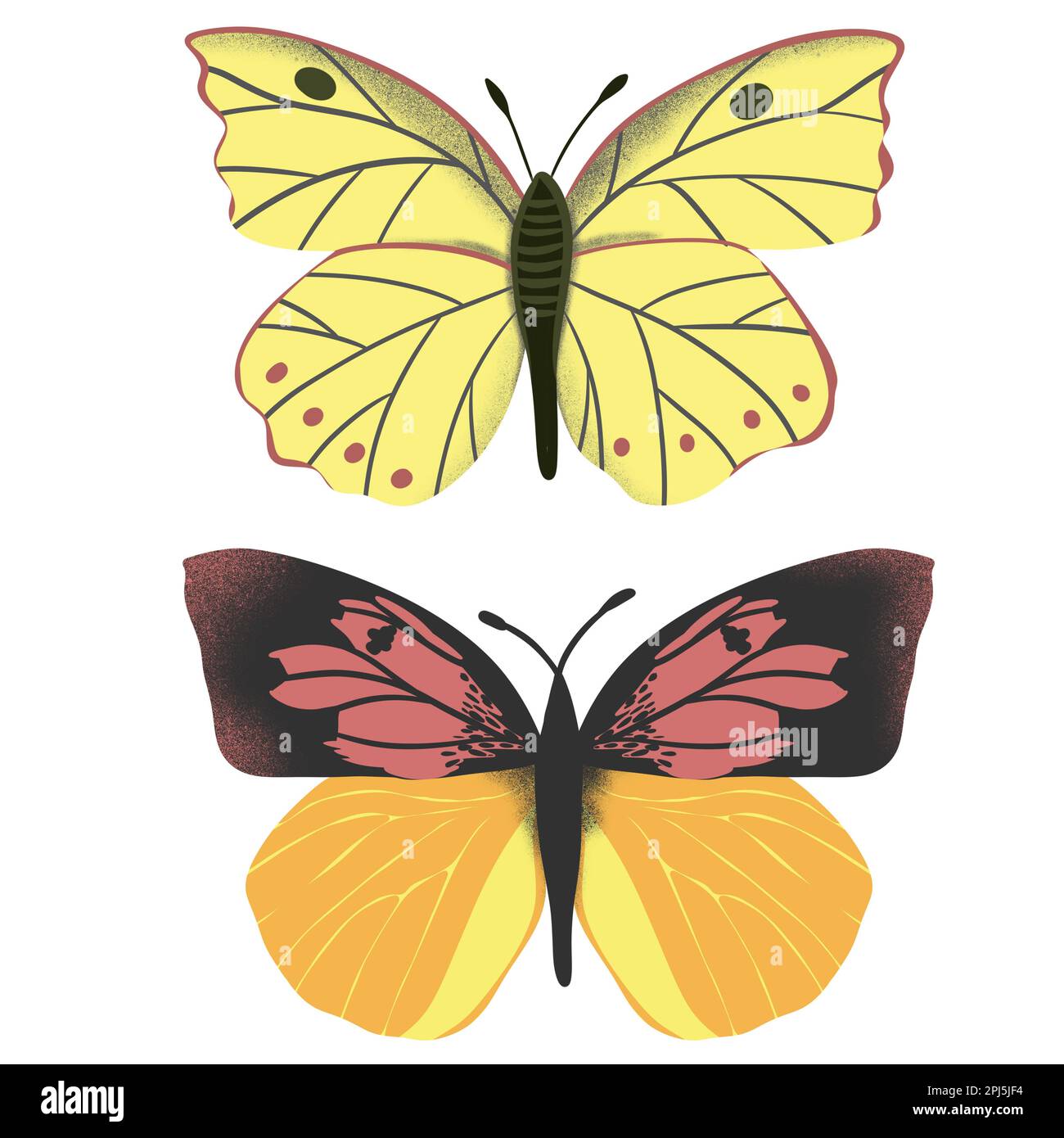 Illustration dessinée à la main du papillon dogface de californie Zerene eurydice, symbole d'insecte d'état. Biologie zoologie bug concept, décor naturel de forêt de prairie, ailes jaune orange avec des taches, dessin croquis Banque D'Images