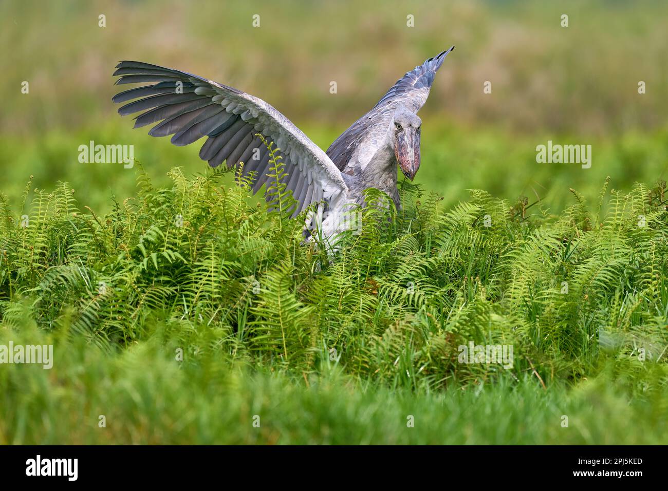 Faune ougandaise. Shoebill, Balaeniceps rex, caché dans la végétation verte. Portrait d'un grand oiseau à bec, marais de Mabamba. Observation des oiseaux en Afrique. Mystique Banque D'Images