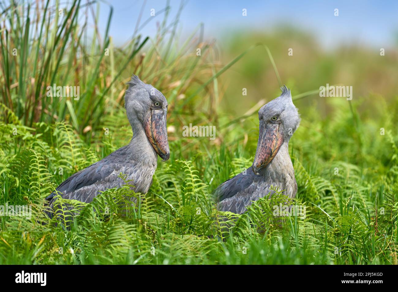 Deux Shoebill, Balaeniceps rex, cachés dans la végétation verte. Portrait d'un grand oiseau à bec, marais de Mabamba. Observation des oiseaux en Afrique. Paire d'oiseaux mystiques dans gre Banque D'Images
