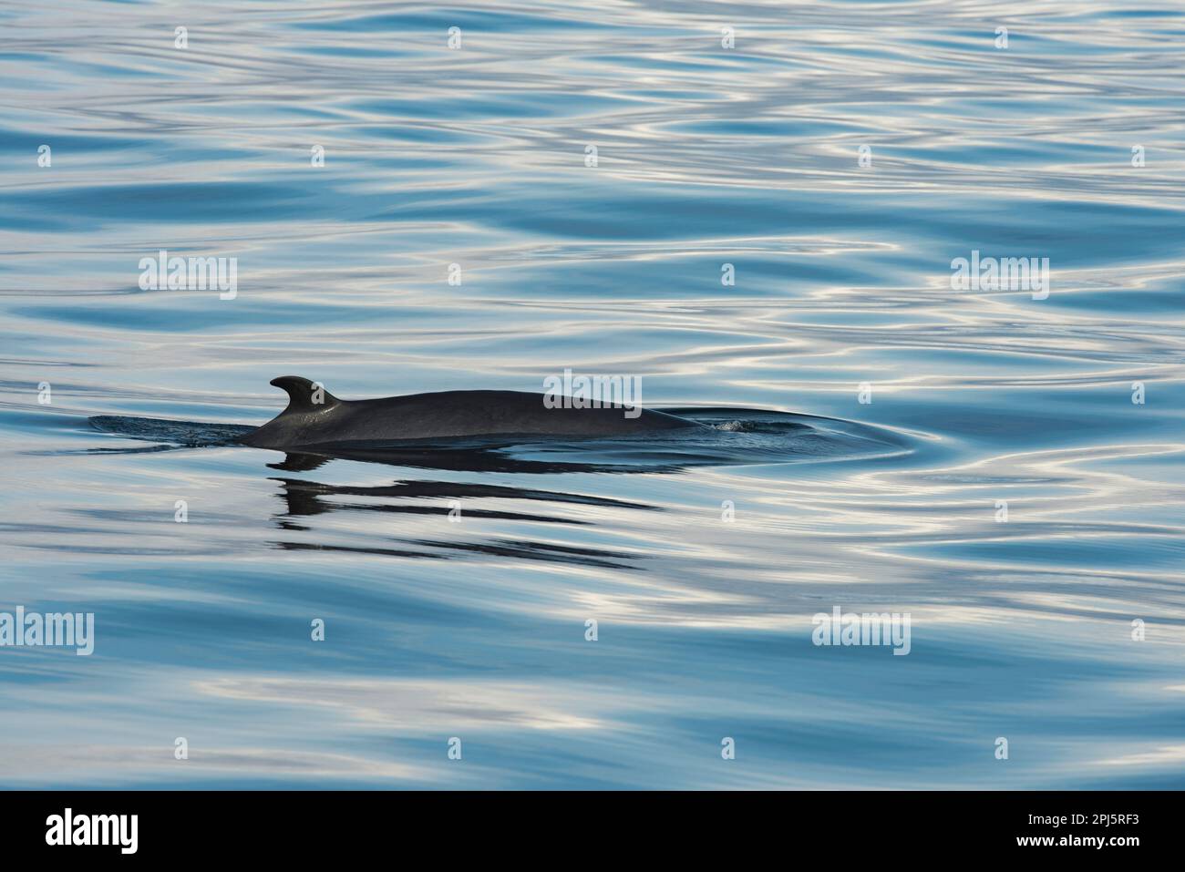 Minky Whale vue près de Reykjavik, Islande Banque D'Images